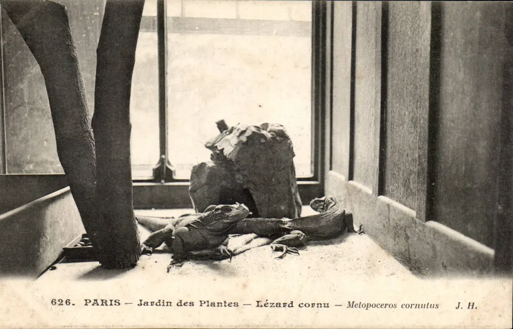 PARIS — Jardin des Plantes — Echtes Hornschlange — Metopoceros cornutus — J. H. - Vorderseite