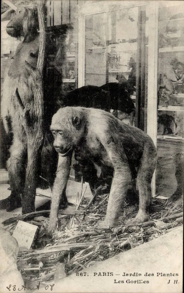 PARIS — Jardin des Plantes — Die Gorillas — J.H. n° 867 - Vorderseite