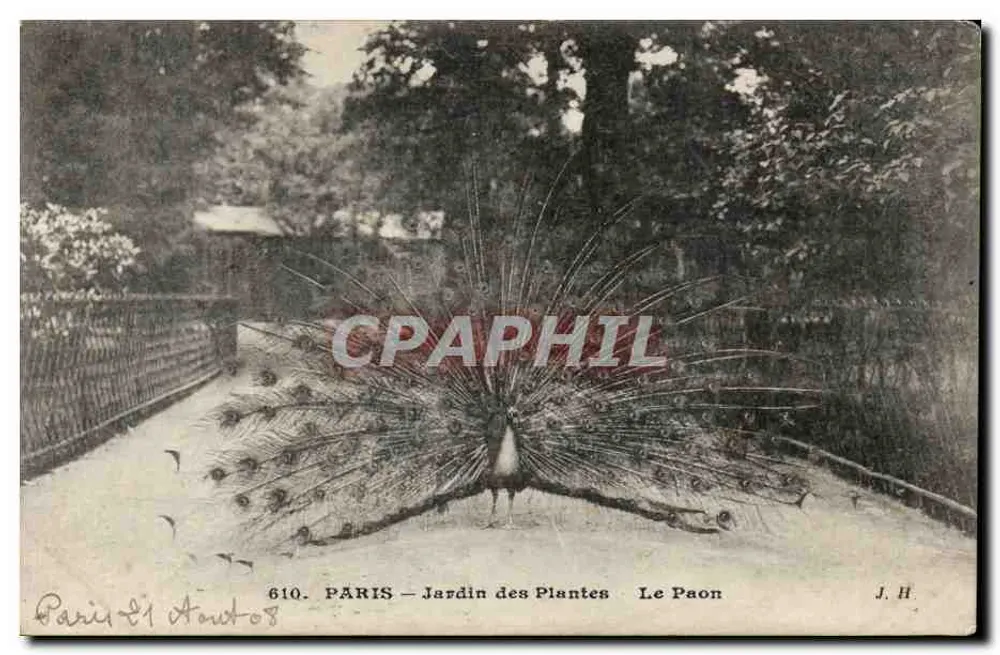Paris - Jardin des Plantes - Der Pfau — J.H. n°610 - Vorderseite