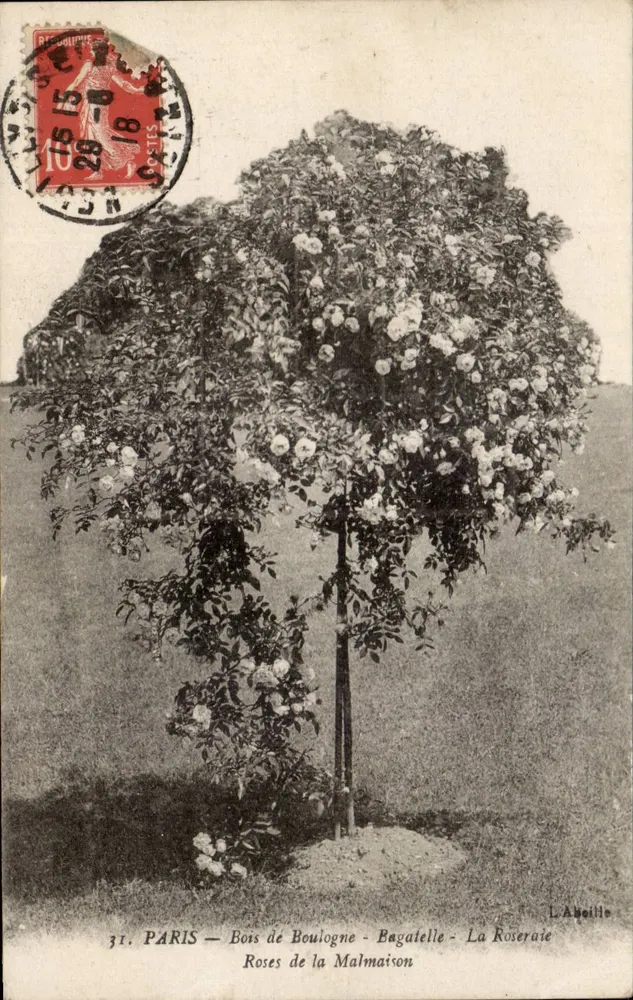 Paris — Bois de Boulogne - Bagatelle - La Roseraie — Rosen von Malmaison — L. Aubelle - Vorderseite