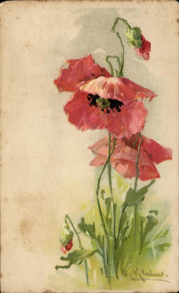 Poppies — ilustração aquarelada — editor não visível - Frente