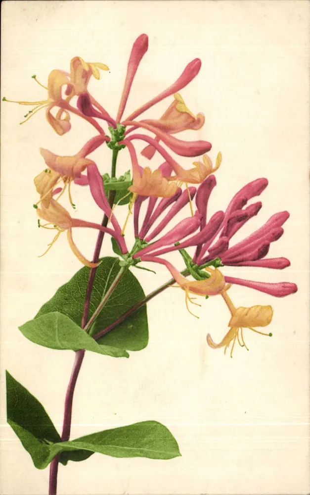 Houx de Corse — ilustracja botaniczna — n° 354 - Awers