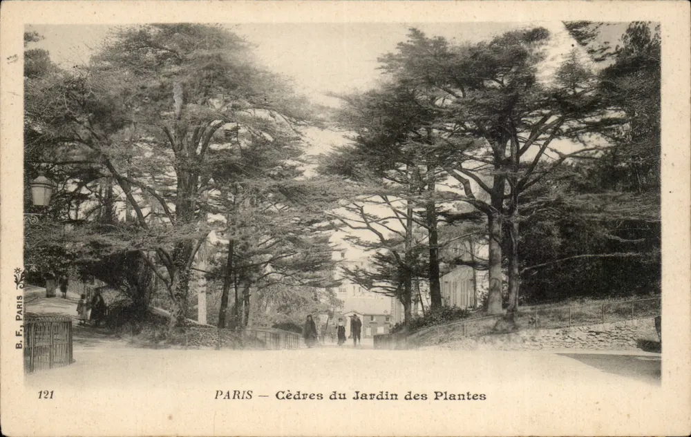 PARIS — Cèdres du Jardin des Plantes — B.F. PARIS 121 - Recto