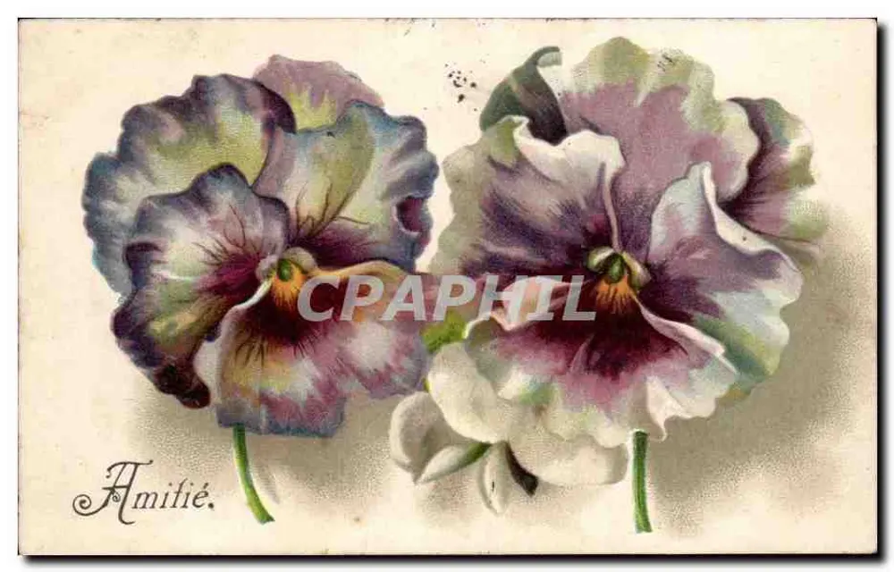 Duas pensagens violetas — Amizade — editor não visível - Frente