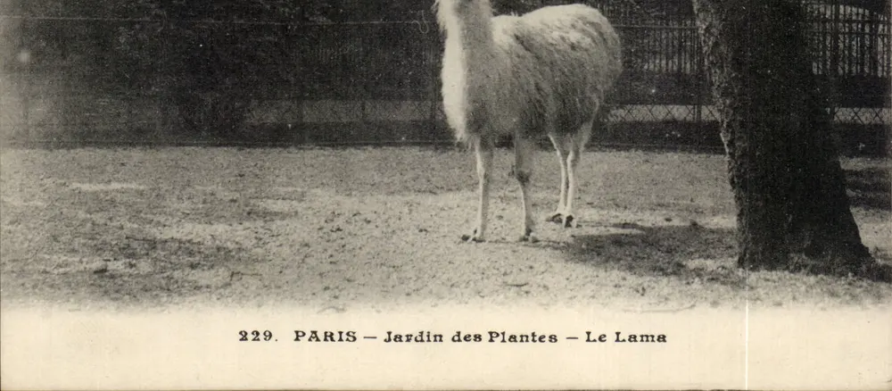 PARIS — Jardin des Plantes — Der Lama - Vorderseite
