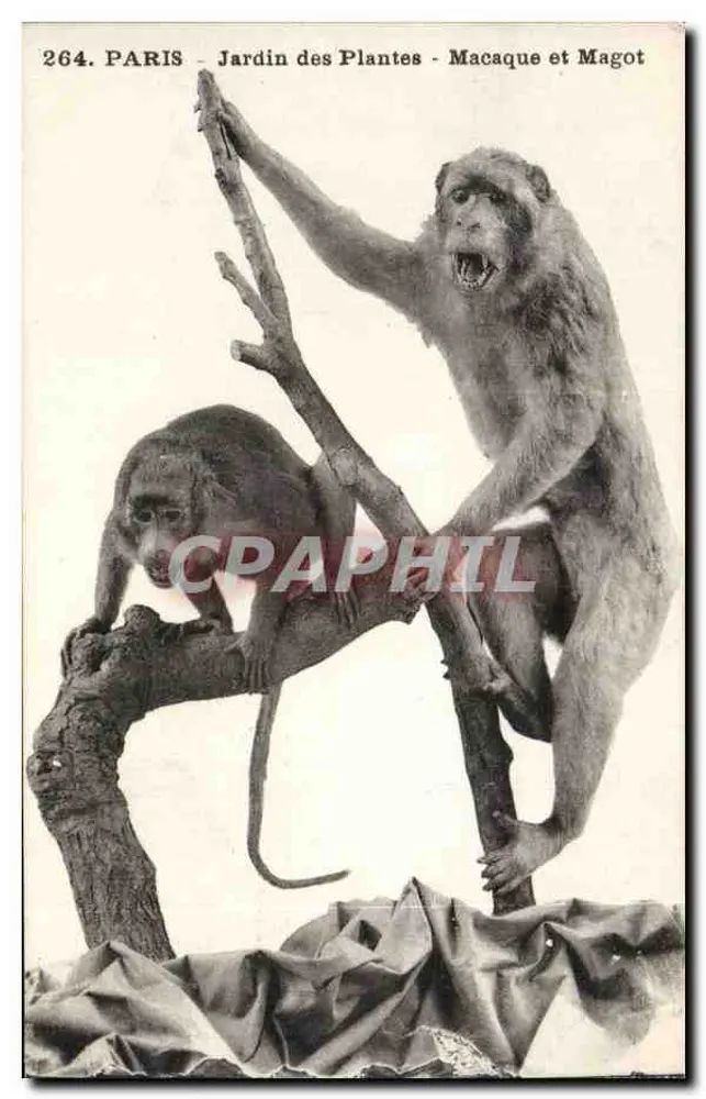 Paris - Jardin des Plantes - Macaque und Magot - Vorderseite