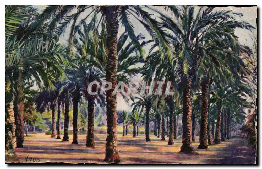 Jardin Denis — Die Palmen — Hyères — Éditions d'Am Vyon - Vorderseite