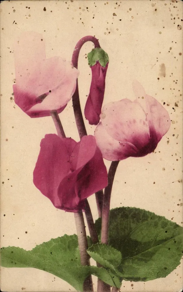 Flores de ciclameno — edição de 1907 — P. P. Roman & Cie, Stuttgart - Frente