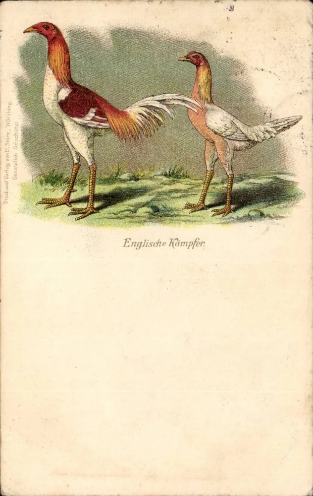 Zwei englische Kämpferhähne — Illustration — Druck und Verlag von H. Sütter, Nürnberg - Vorderseite