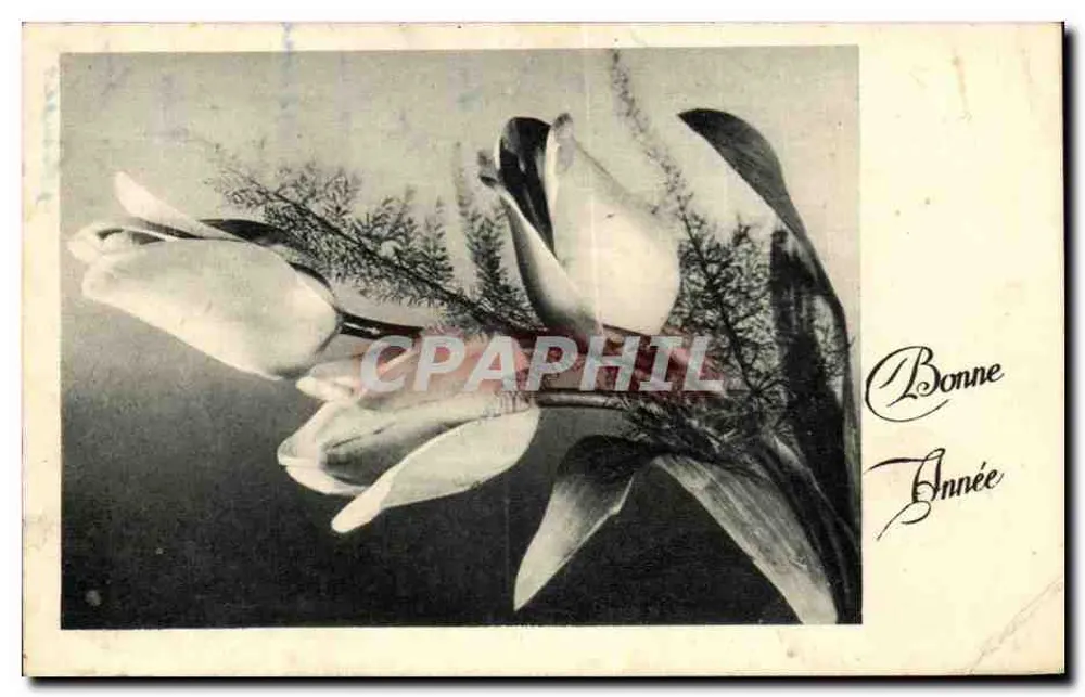 Blumen — Magnolie — Frohe Neujahr — Verlag unbekannt, Seriennummer nicht sichtbar - Vorderseite