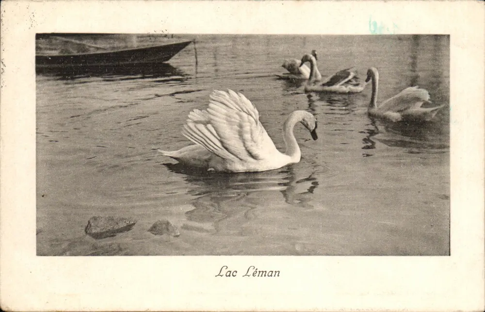 Lac Léman — Schwäne — Charnaux frères & Co, Genf, n°63065 - Vorderseite