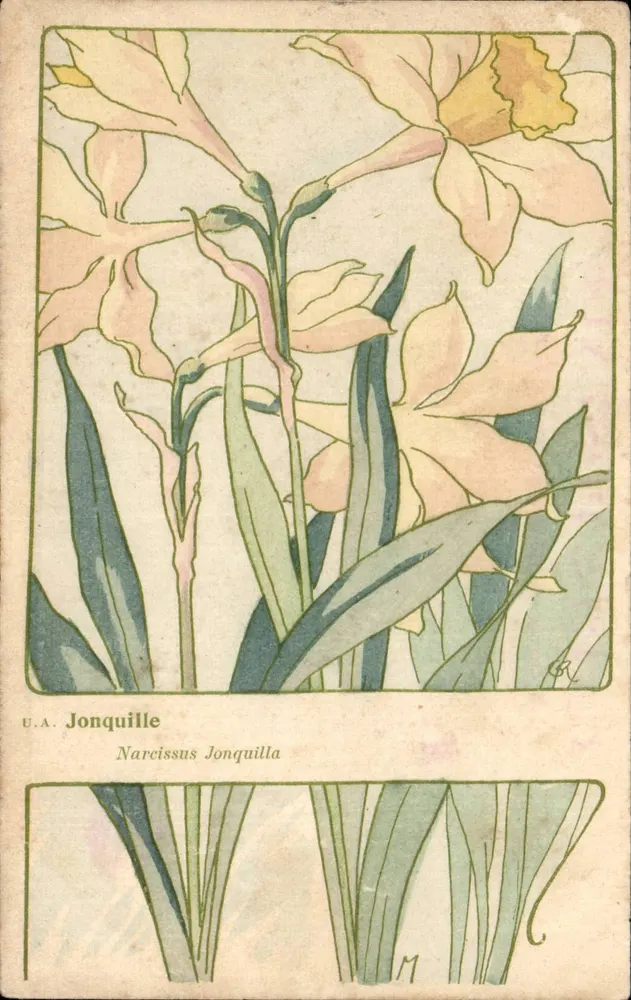Narcissus Jonquilla — botanische Illustration — U.A. Jonquille - Vorderseite