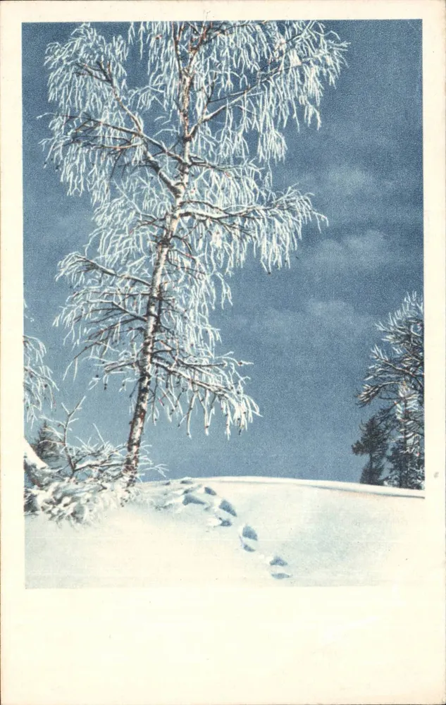Árbol cubierto de nieve — paisaje invernal — Primus, n° 4787 - Anverso