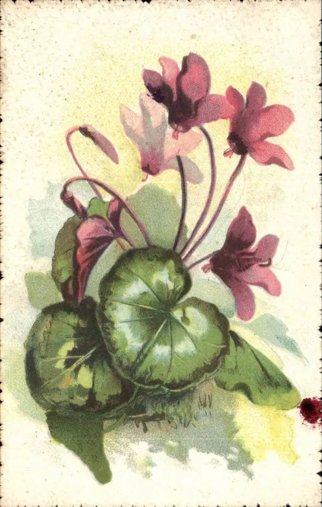Cyclamen — ilustracja botaniczna — Visto U.F. Rev. Stampa Milano, seria artystyczna N. 1409 - Awers