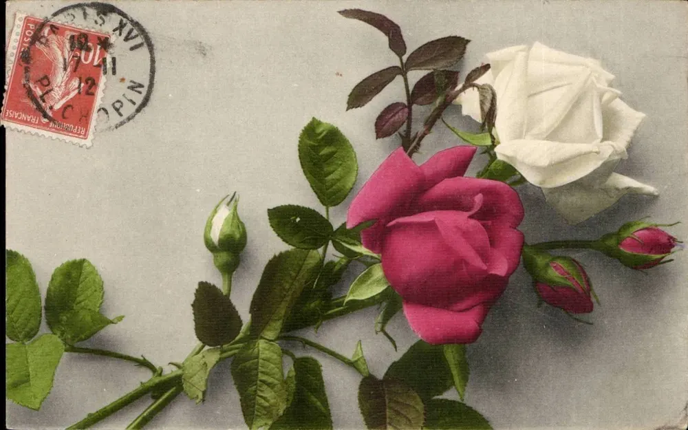 Roses — bloemen en knoppen — uitgever Martin Rommel & Cie, N° 108 - Voorkant