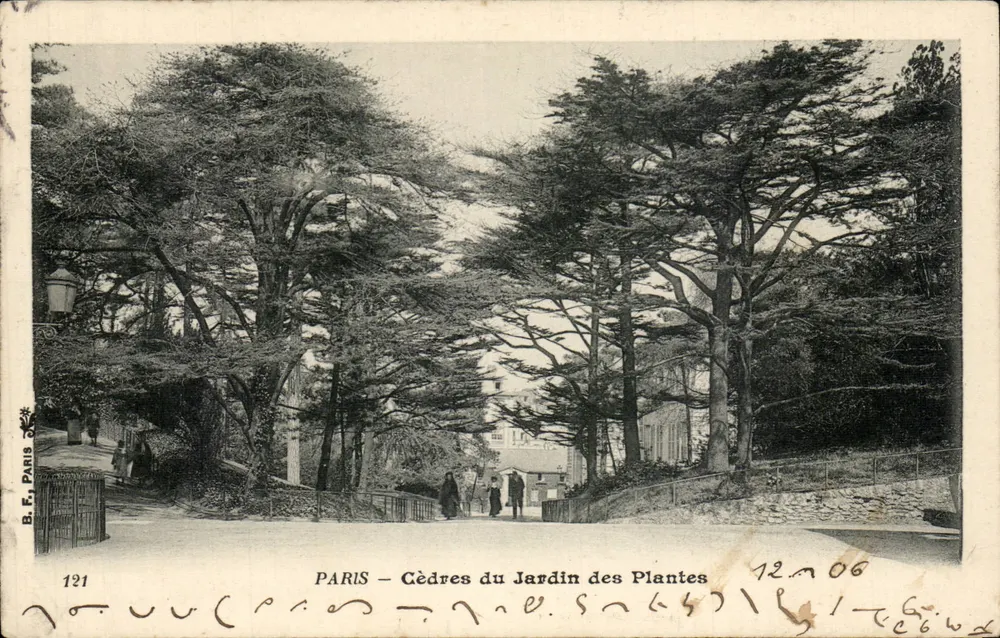 PARIS – Cedern des Jardin des Plantes — B.F. Paris n°121 - Vorderseite
