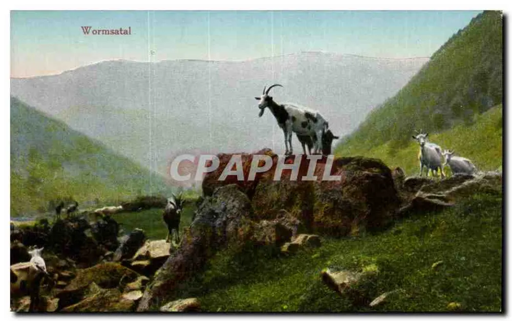 Wormsatal — Alpines Tal mit Ziegen - Vorderseite