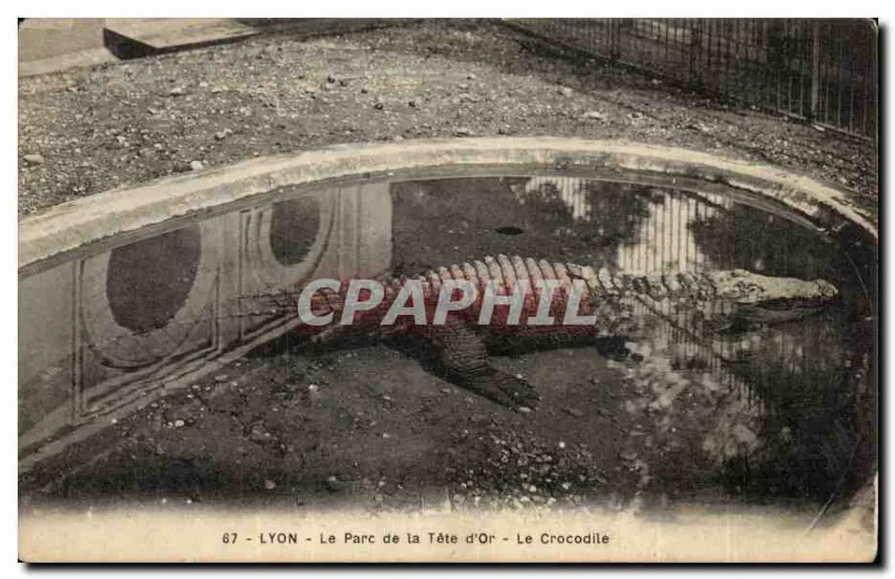 LYON - Der Parc de la Tête d'Or - Der Krokodil - Vorderseite