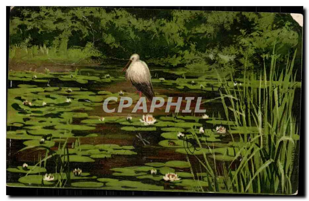 Teich mit Wasserlilien — Weißer Storch — Verlag W. 6011 - Vorderseite
