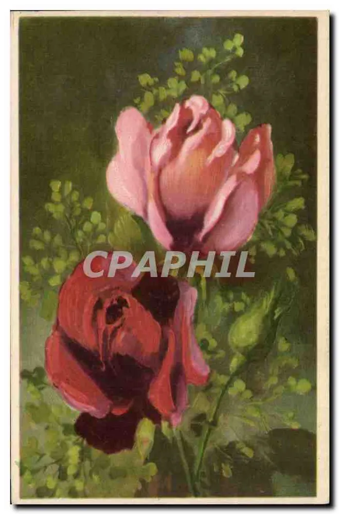 Duas rosas — uma rosa rosa e uma rosa vermelha — editor não visível - Frente