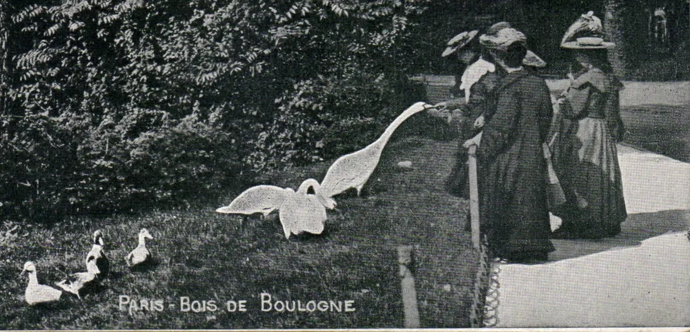 Paris - Bois de Boulogne — mulheres alimentando cisnes — editor não visível - Frente