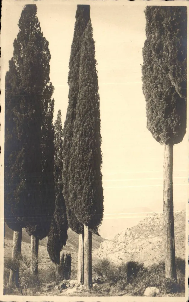 Cipres — Paisaje mediterráneo — Colección D'Azur, Costa Azul, Francia - Anverso