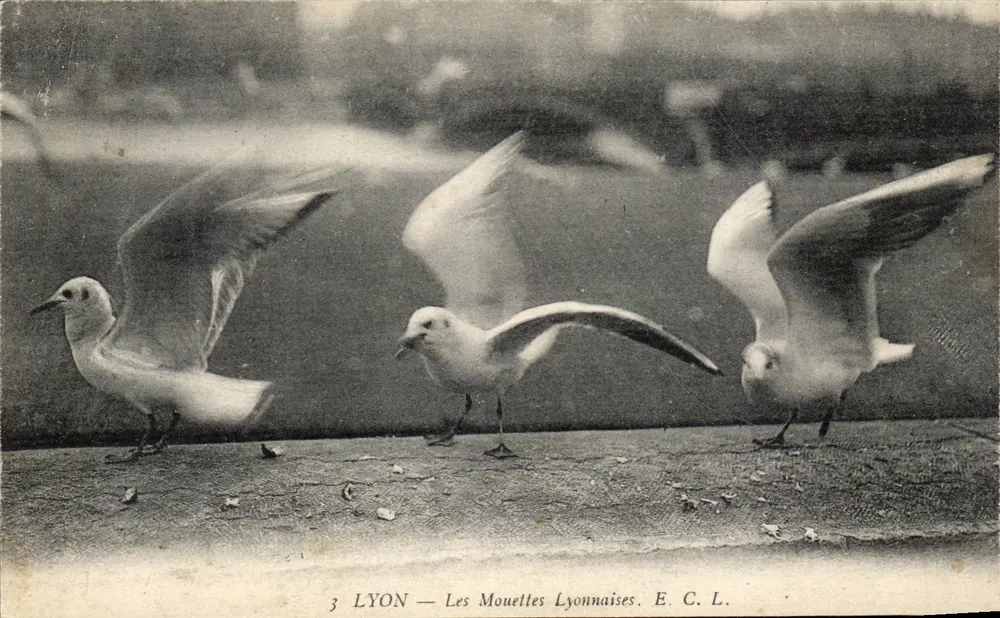 LYON — As Garças de Lyon — E. C. L. - Frente