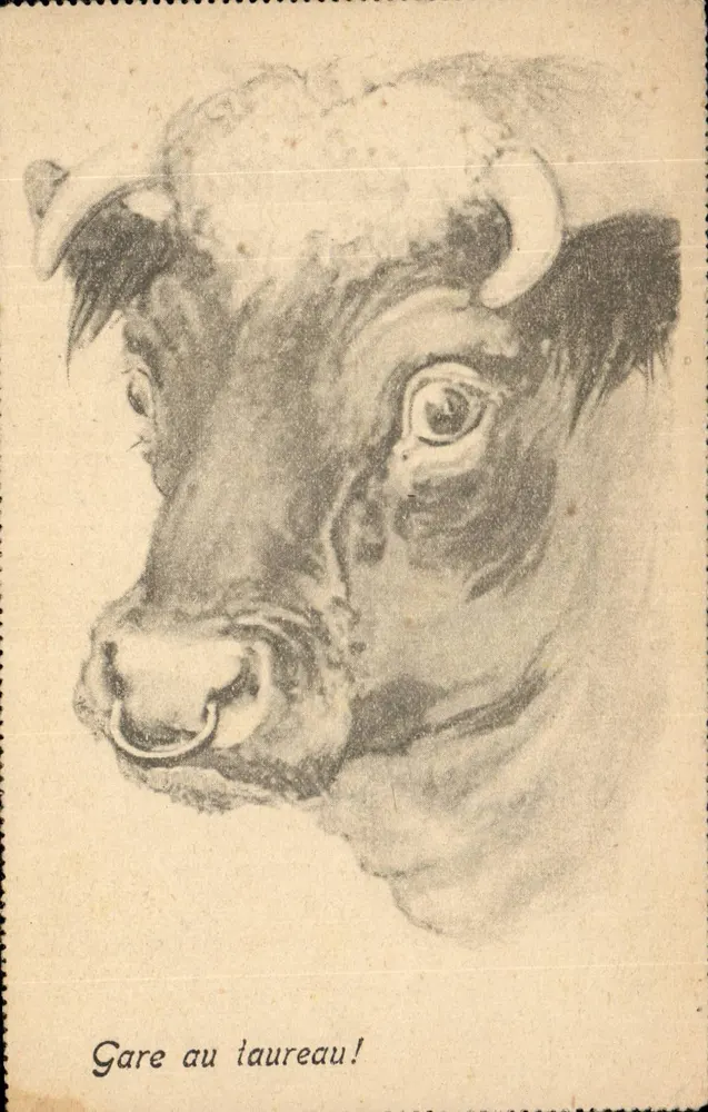 Stier — Zeichnung — Raphael Tuck & Sons - Vorderseite