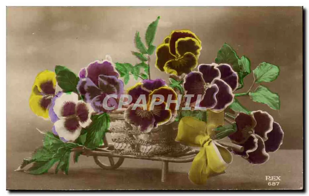 Pansies coloridas — em um cesto de rodas — editor REX n° 687 - Frente