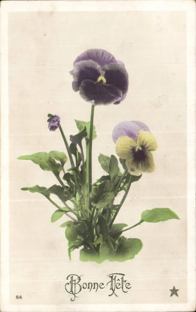 Margeriten — Frohe Geburtstagskarte — Markierung 'ÉTOILE' Nr. 56 - Vorderseite