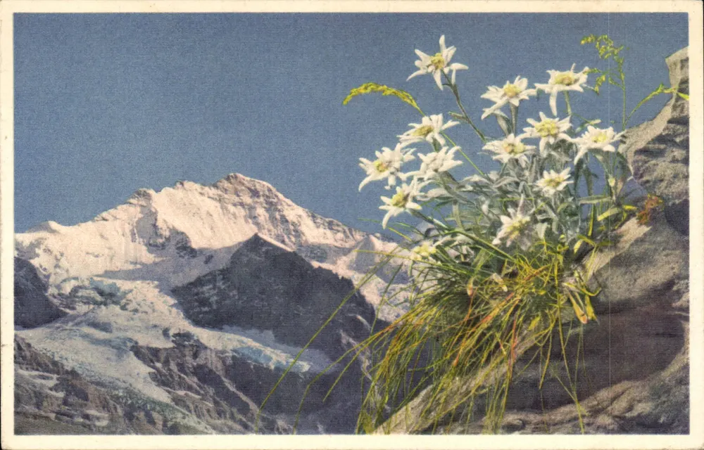 Die Jungfrau, Berner Oberland — Leontopodium alpinum - Edelweiß — Nr. A 18000 - Vorderseite