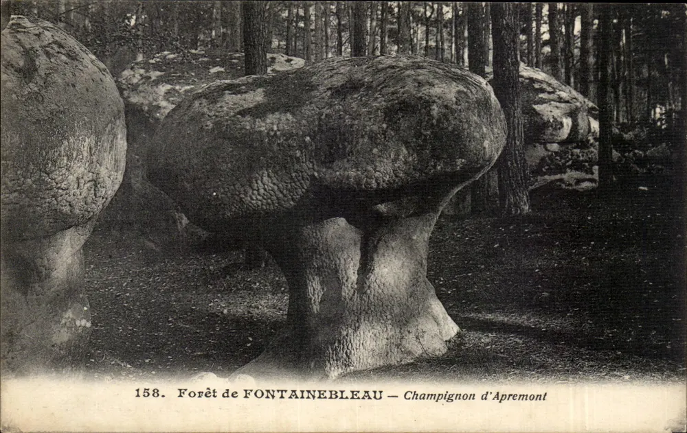 Floresta de FONTAINEBLEAU — Champignon d'Apremont — n° 158 - Frente