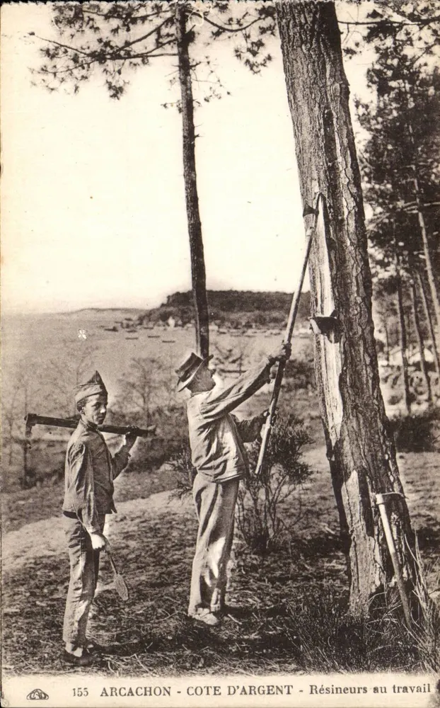 Arcachon - Côte d'Argent - Resinaars aan het werk — Uitgever: Almacinon des Arts Photographiques, Straßburg — Serie-nummer 155 - Voorkant