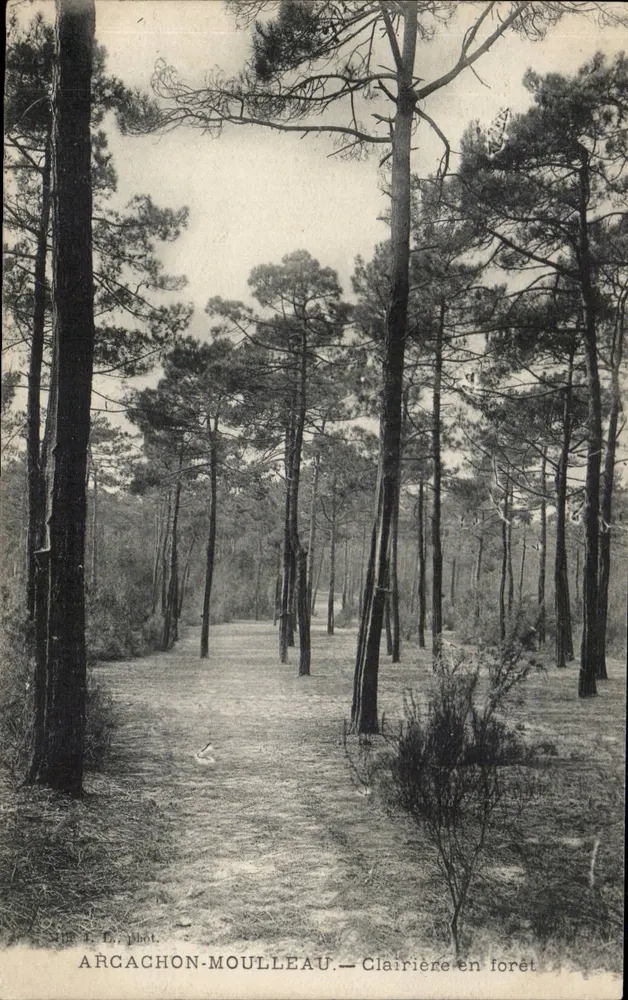 Arcachon-Moulléau — Claro na floresta — E. fot. - Frente