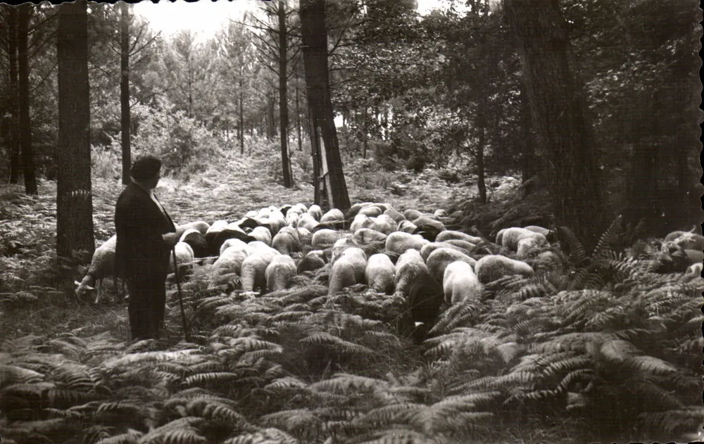 Piquete na floresta — Edições VAN EYK BOULEAU — n° 1849 - Frente
