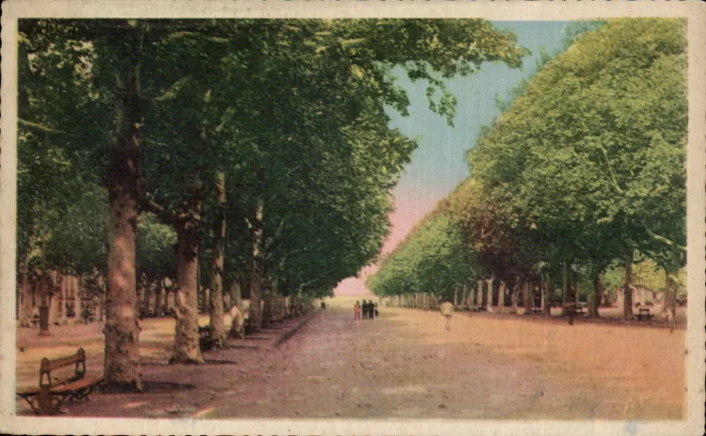 Avenida arborizada em Montpellier — vista panorâmica — Les Cartes A.F.A. POUX - ALBI - Frente