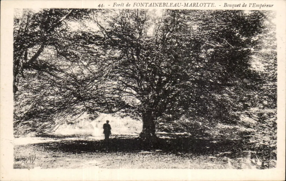 Wald von Fontainebleau-Marlotte — Blüten des Kaisers — Verleger F. David, Versailles - Vorderseite