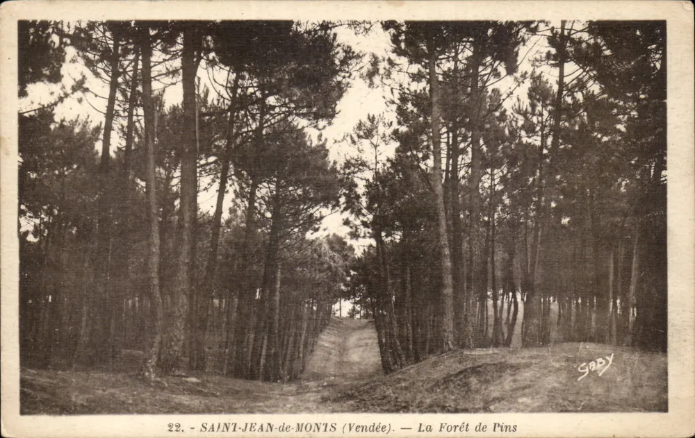 Saint-Jean-de-Monis (Vendée) — A Floresta de Pinheiros — Gaby - Frente