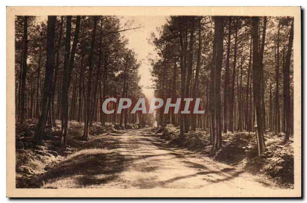 Landes Region — Eine Straße durch den Landes Wald — Photo E. Vigne, Castels-des-Landes - Vorderseite