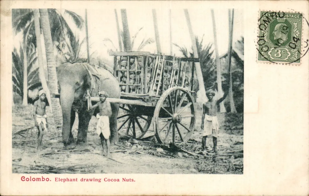 Colombo. Elefant zieht Kakaonüsse — Ceylan, unbekannter Verlag - Vorderseite