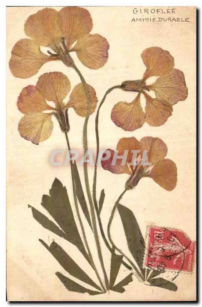Flores secas — Giroflée Amizade Duradoura — editor desconhecido - Frente
