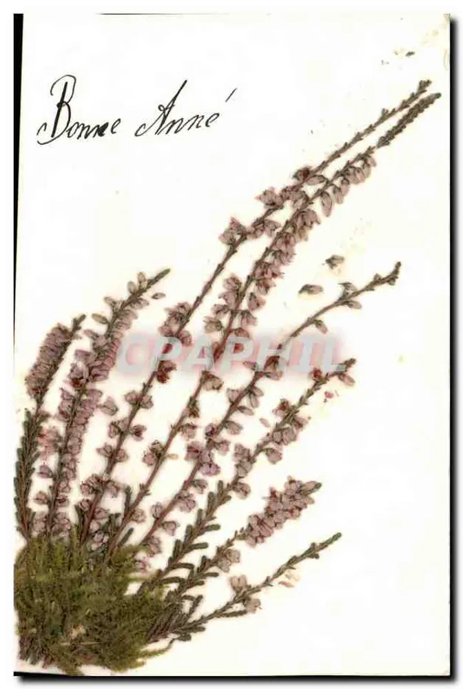 Heath Flowers — Guten Jahresbeginn — Grußkarte - Vorderseite