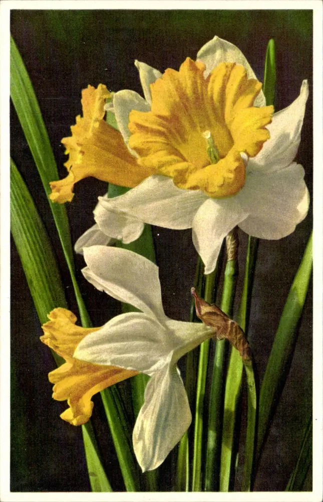 Narcissus Pseudonarcissus - Narciso amarelo — Gyger & Klopfenstein, Addliboden - Frente