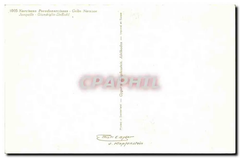 Narcissus Pseudonarcissus - Narciso amarelo — Gyger & Klopfenstein, Addliboden - Verso