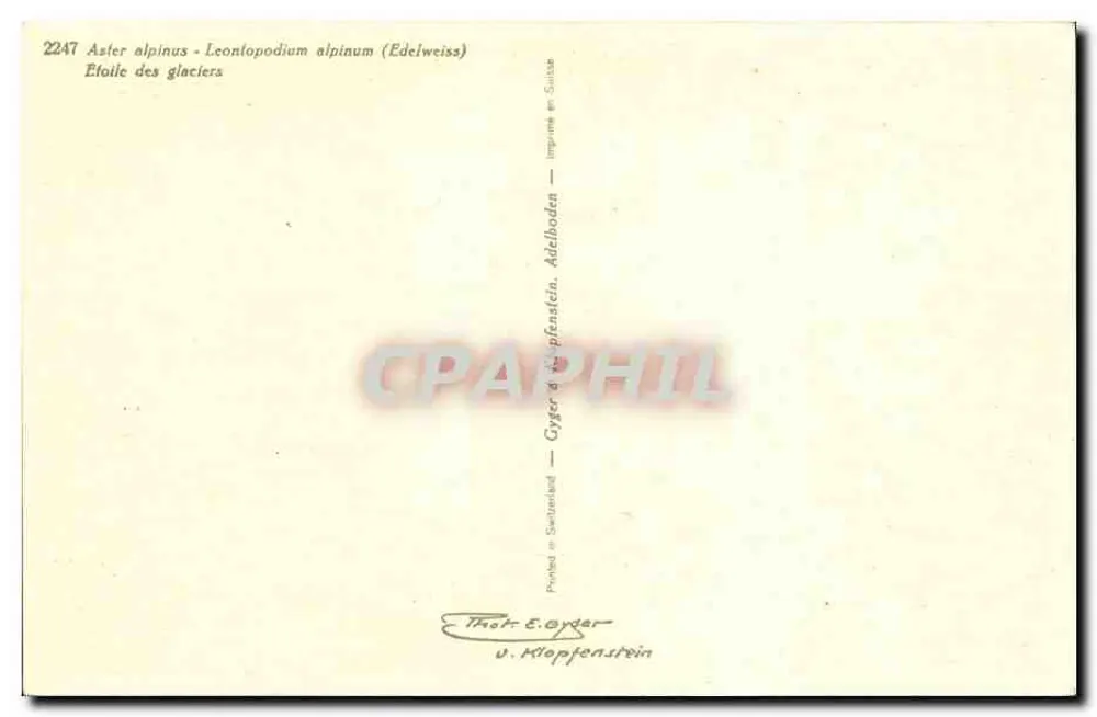 Alpine bloemen — Aster alpinus en Leontopodium alpinum (Edelweiss) — Thor E. Gyger, Adelboden - Achterkant