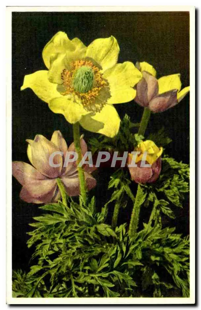 Gele alpine anemone — Gyger & Adelboden — n° 1799 - Voorkant