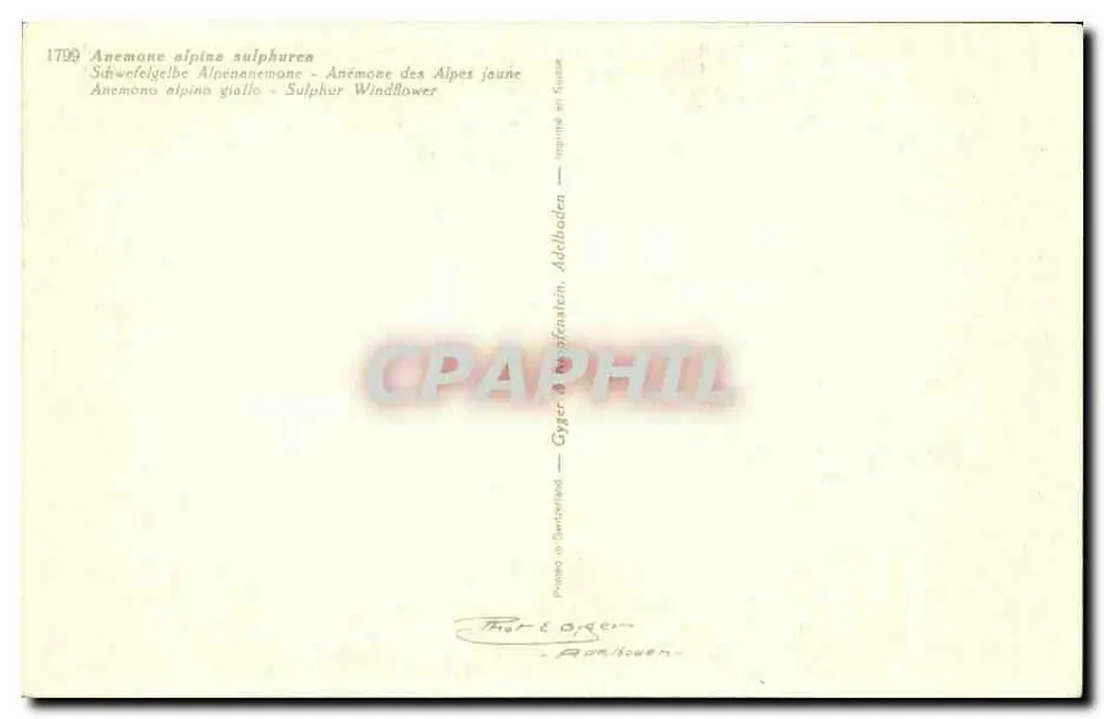 Gele alpine anemone — Gyger & Adelboden — n° 1799 - Achterkant