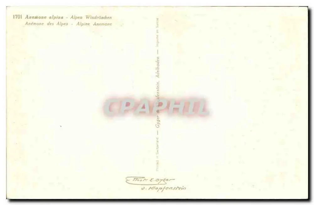 Anêmona alpina — Alpines Windröschen — Editor Thor E. Gyer v. Hopfenstein - Verso