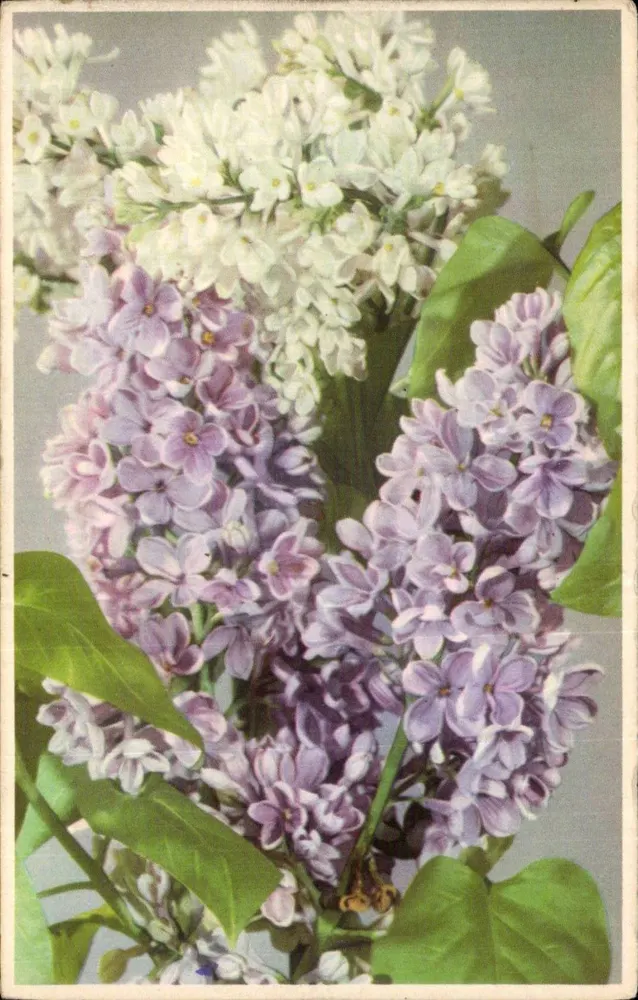 Flores de lirio — brancas e violetas — Edições R.R.M. Paris, n° 105 - Frente