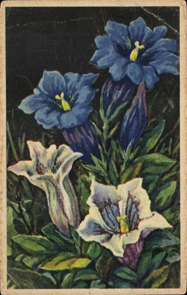 Gentiana Kochiana — Ilustração de flores azuis e brancas sobre fundo escuro — Edição d'Art André, Grenoble - Frente
